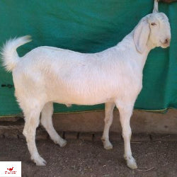 Desi Goat Mutton 1000 Gm