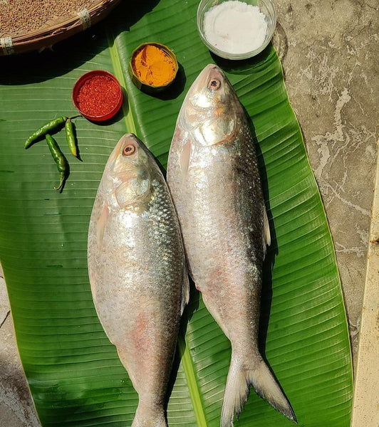 Hilsa -  2200 Rs per kg when weight > 1kg Net wet 1250 Gm Raw