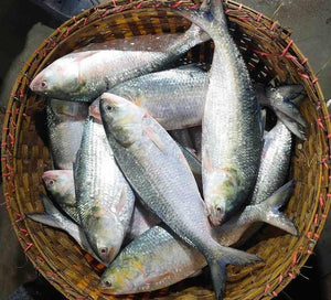 Hilsa -  2200 Rs per kg when weight > 1kg Net wet 1250 Gm Raw