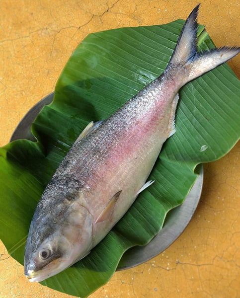 Hilsa -  2200 Rs per kg when weight > 1kg Net wet 1250 Gm Raw