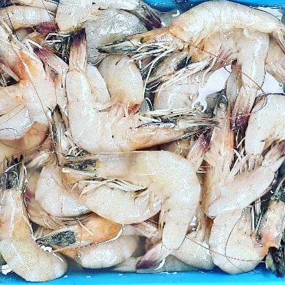 Prawns (झींगा) 1130 Gm raw,  ( King Prawns )